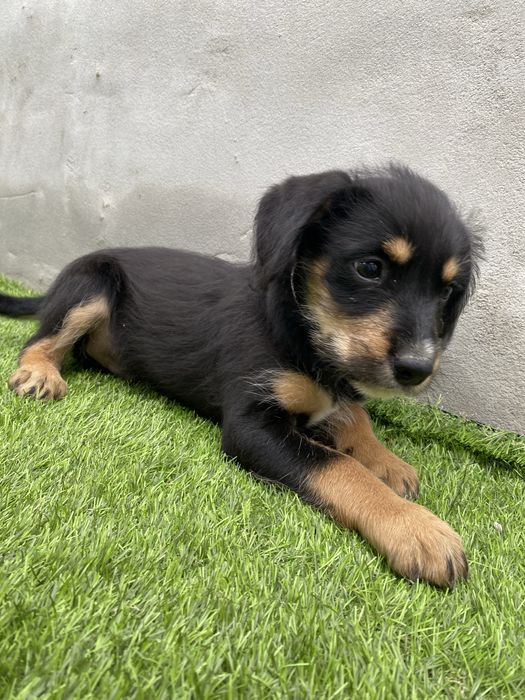 Cachorrinho para adoção gratuita