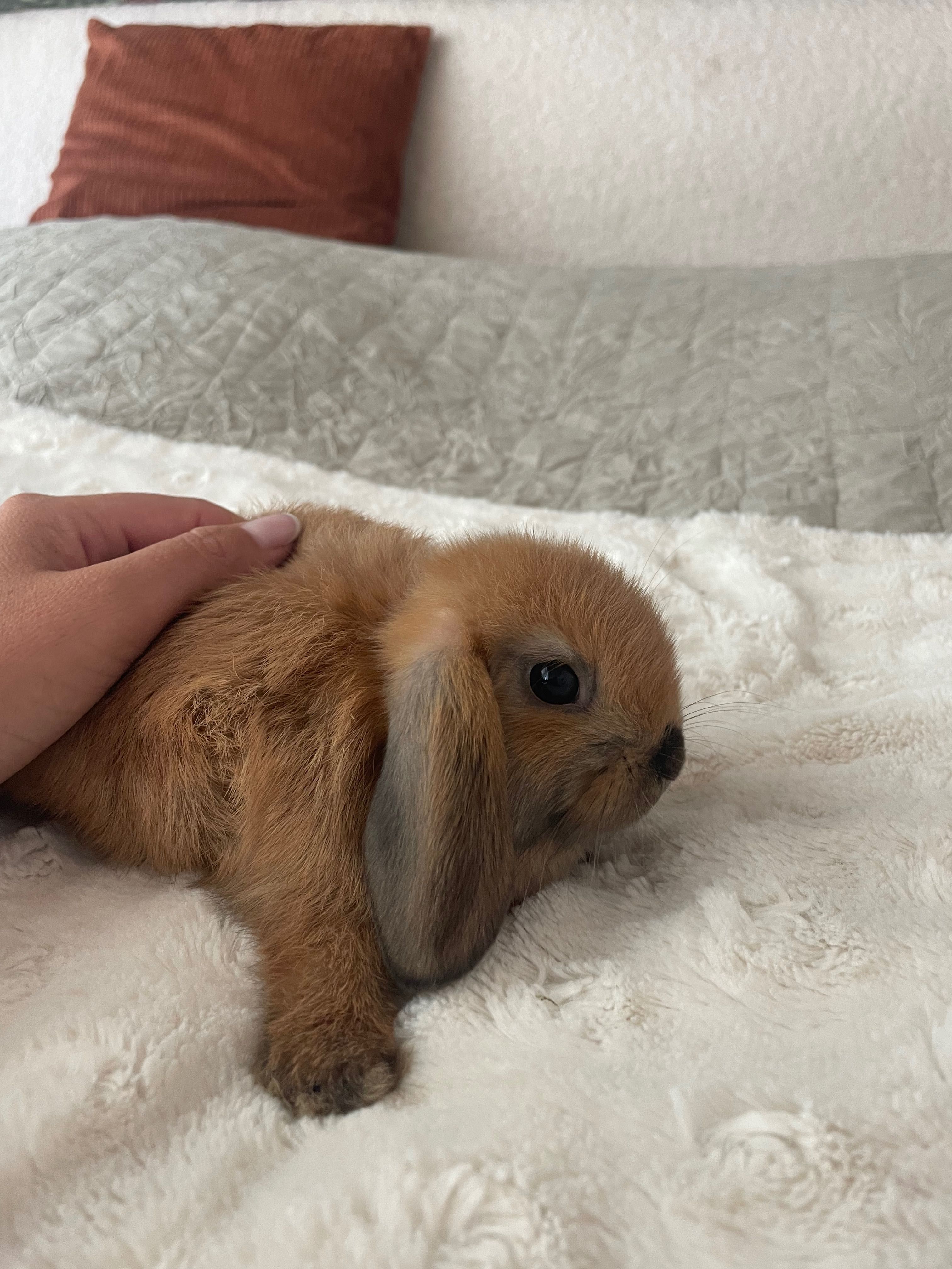Królik mini lop rudy  samica