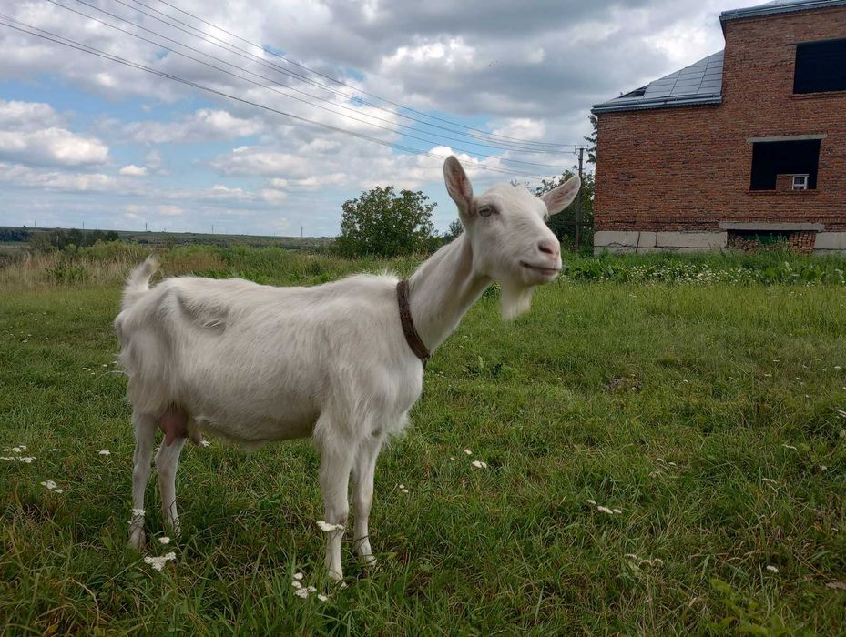 коза зааненської породи . вік - 3 роки