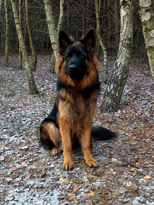 Owczarek niemiecki długowłosy FCI