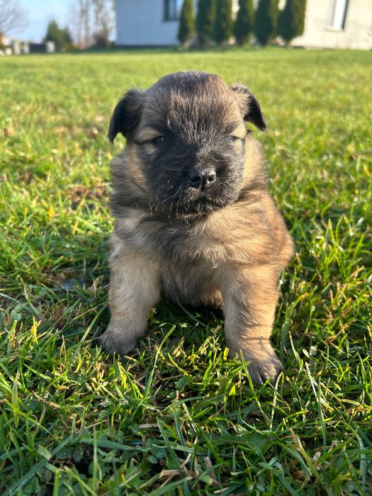 Szczenięta oddam w dobre ręce