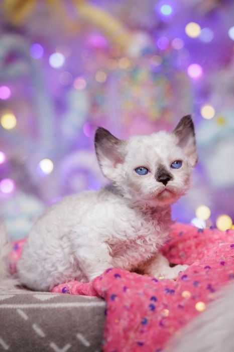 Devon Rex* Kotka niebieskooka* Be Iconic - owieczka