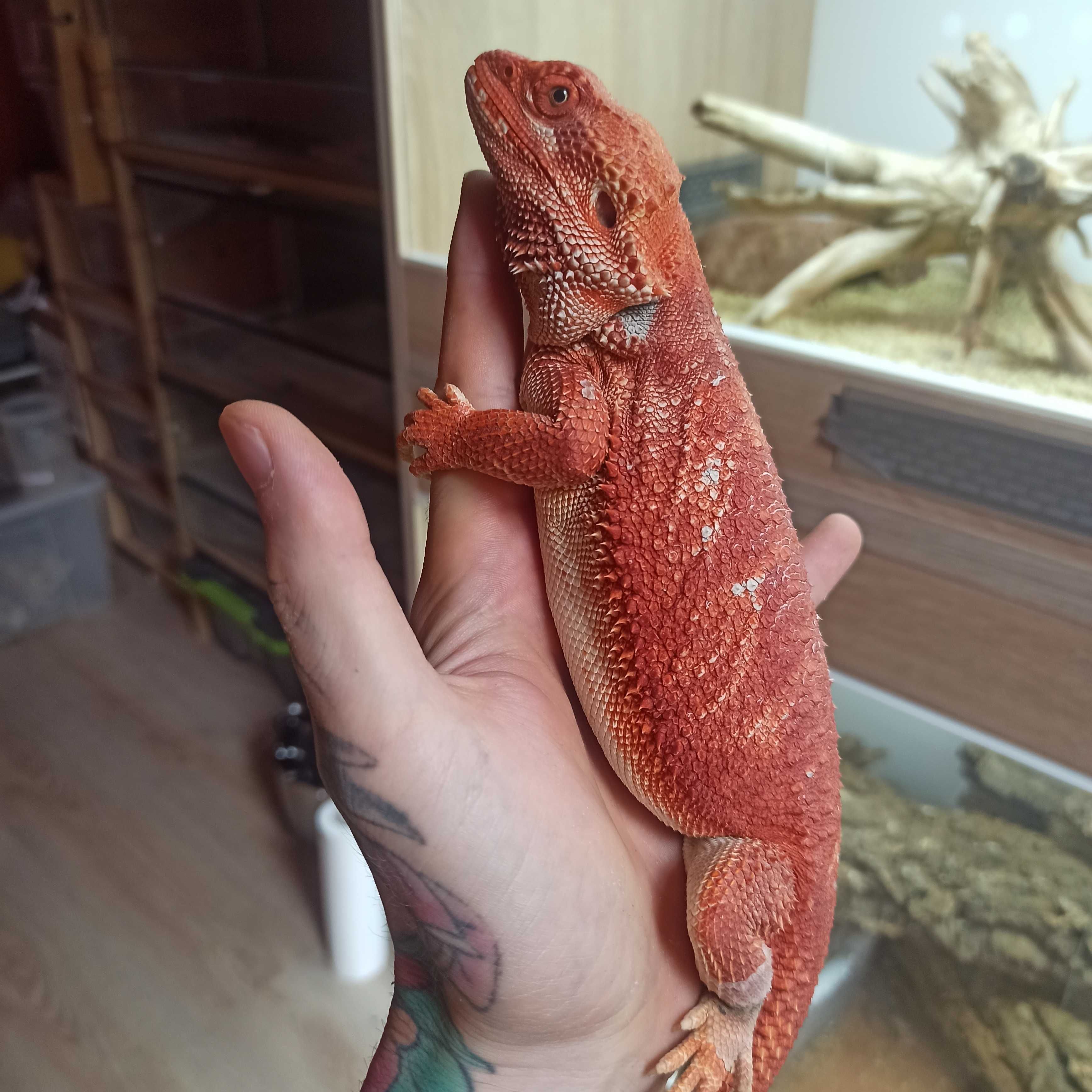 Agama Brodata Red Extreme blue bar