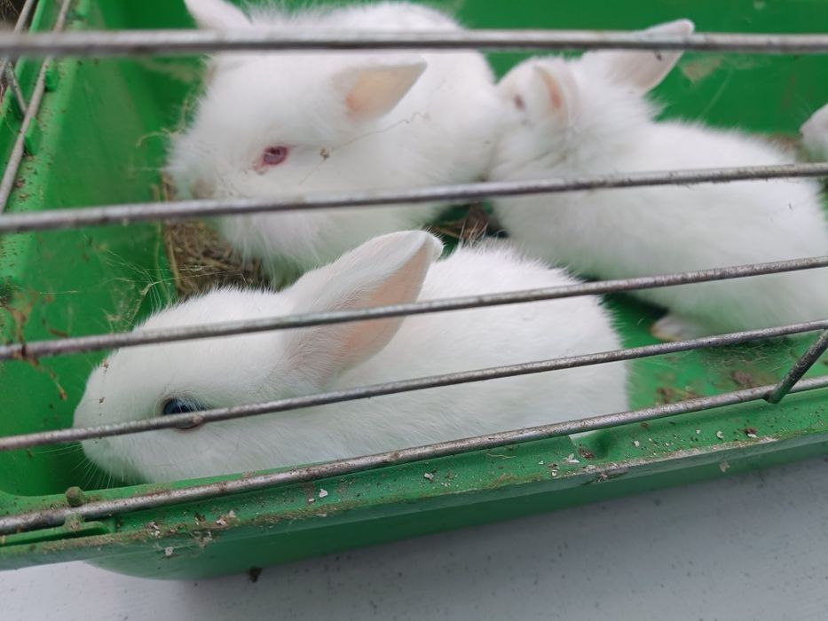 Sprzedam króliki miniaturki