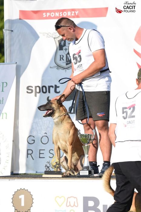 Szczeniak Owczarek Belgijski Malinois FCI