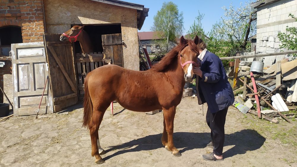 ROCZNA ŹREBICA typ pogrubiony