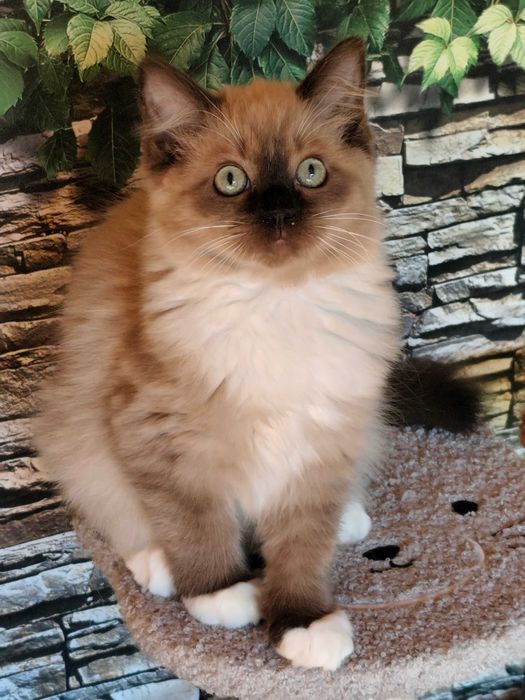 Ragdoll Cherubim Kotka MINK CZEKOLADA  rodowód międzynarodowy TICA .