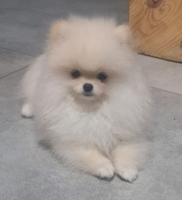 Pomeranian z paszportem,piesek 6 miesięcy