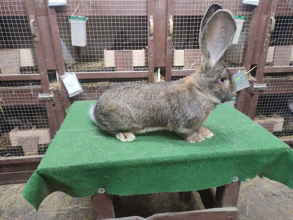 Samiec BOS kwiecień 2025, Belgijski Olbrzym Szary