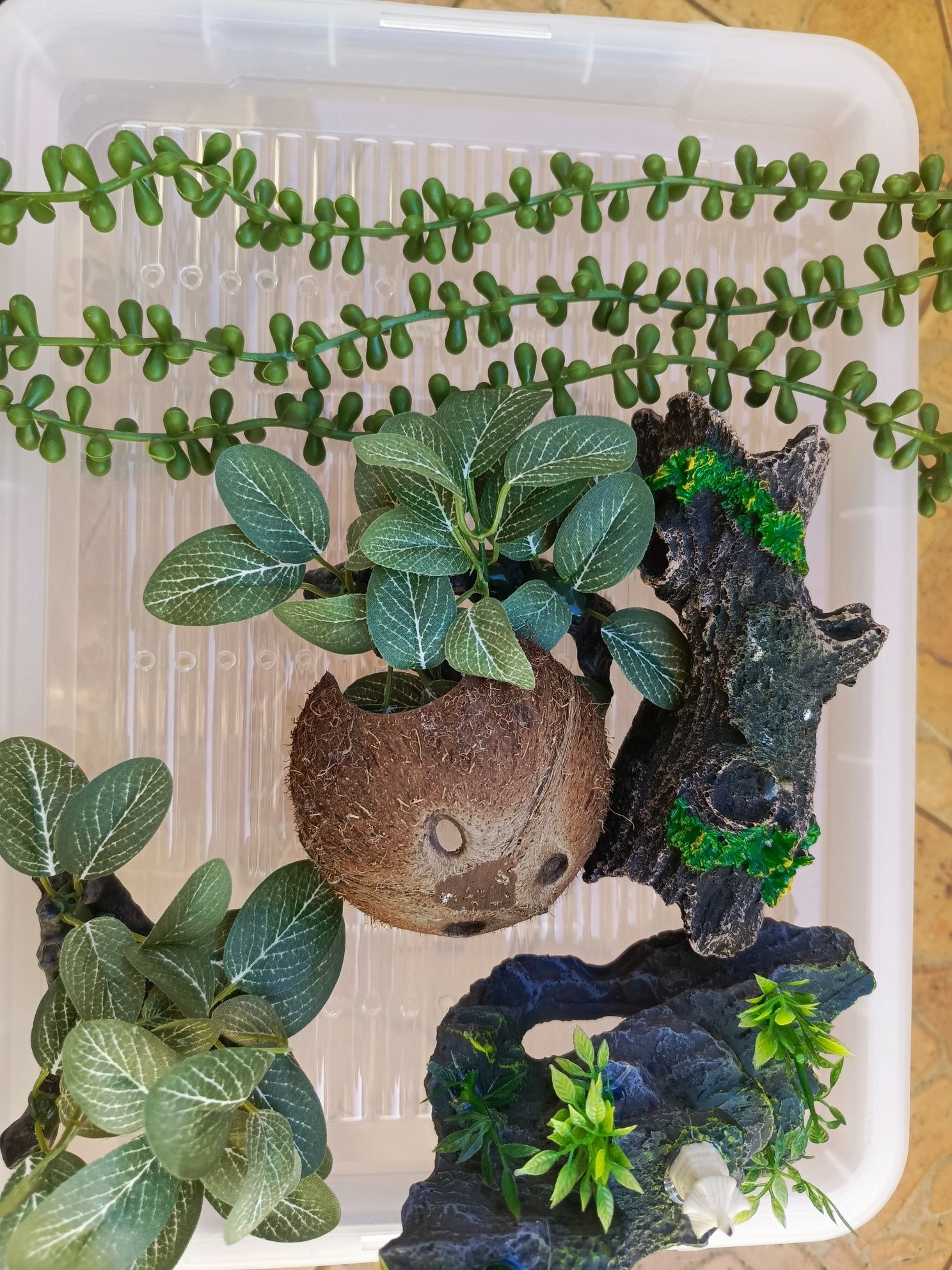Terrarium dla gekona przejściowe
