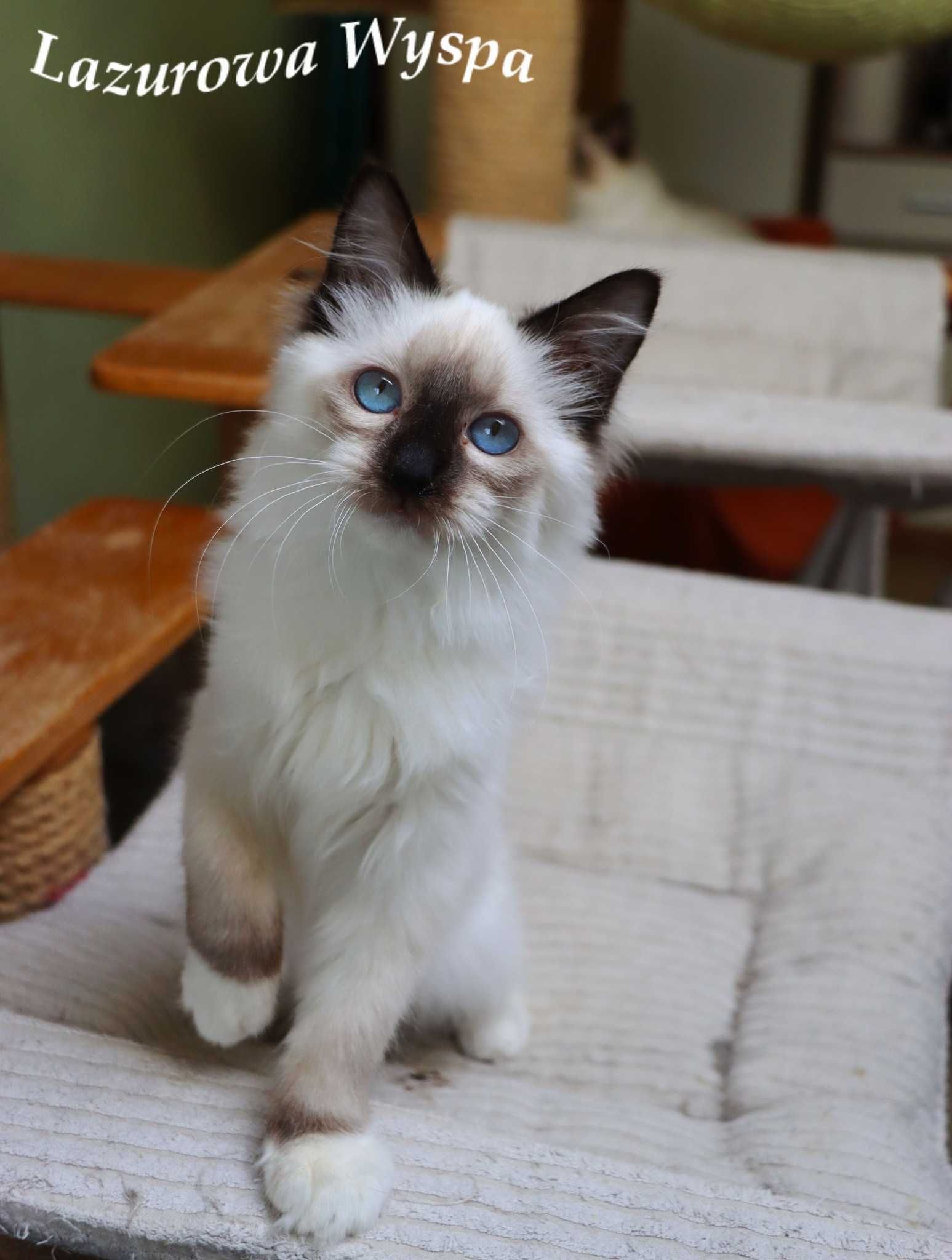 Eleonora ragdoll z Lazurowej Wyspy.