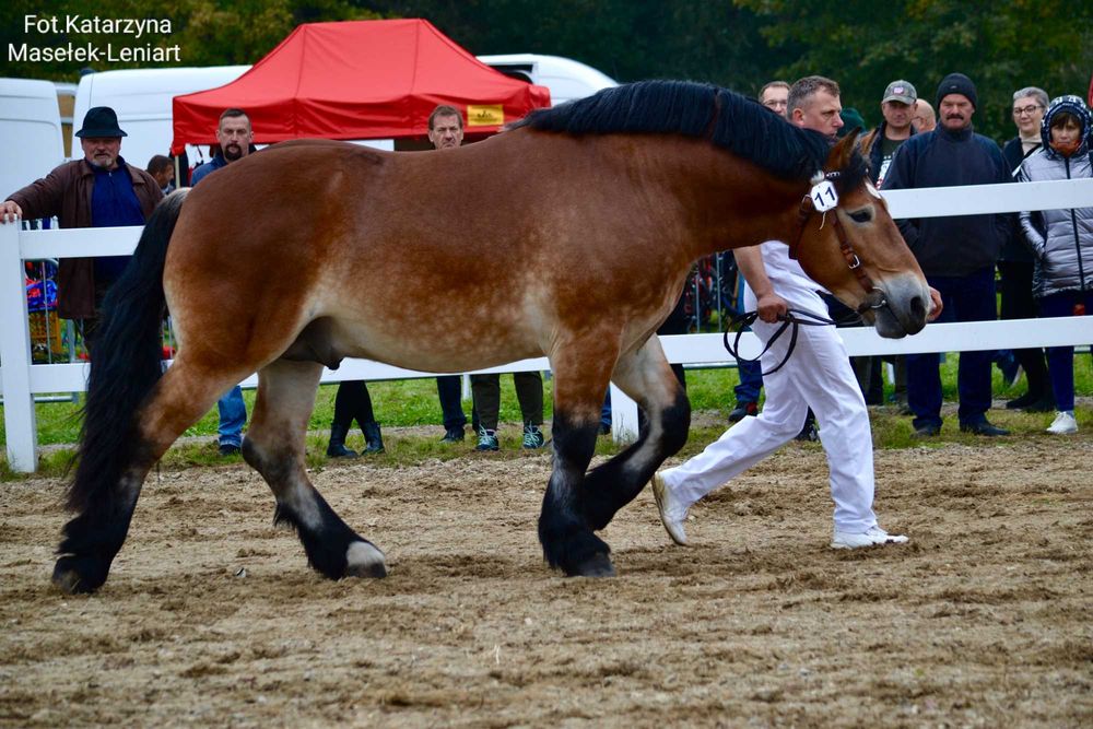 Sprzedam młodego ogiera