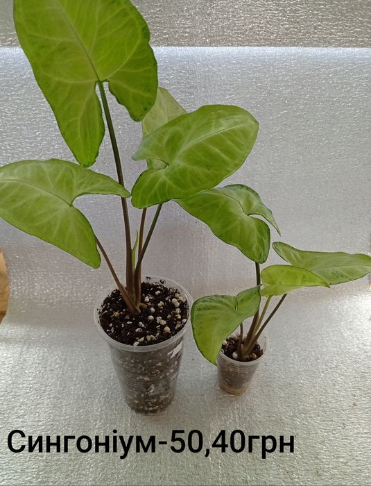 Кімнатні квітулічки