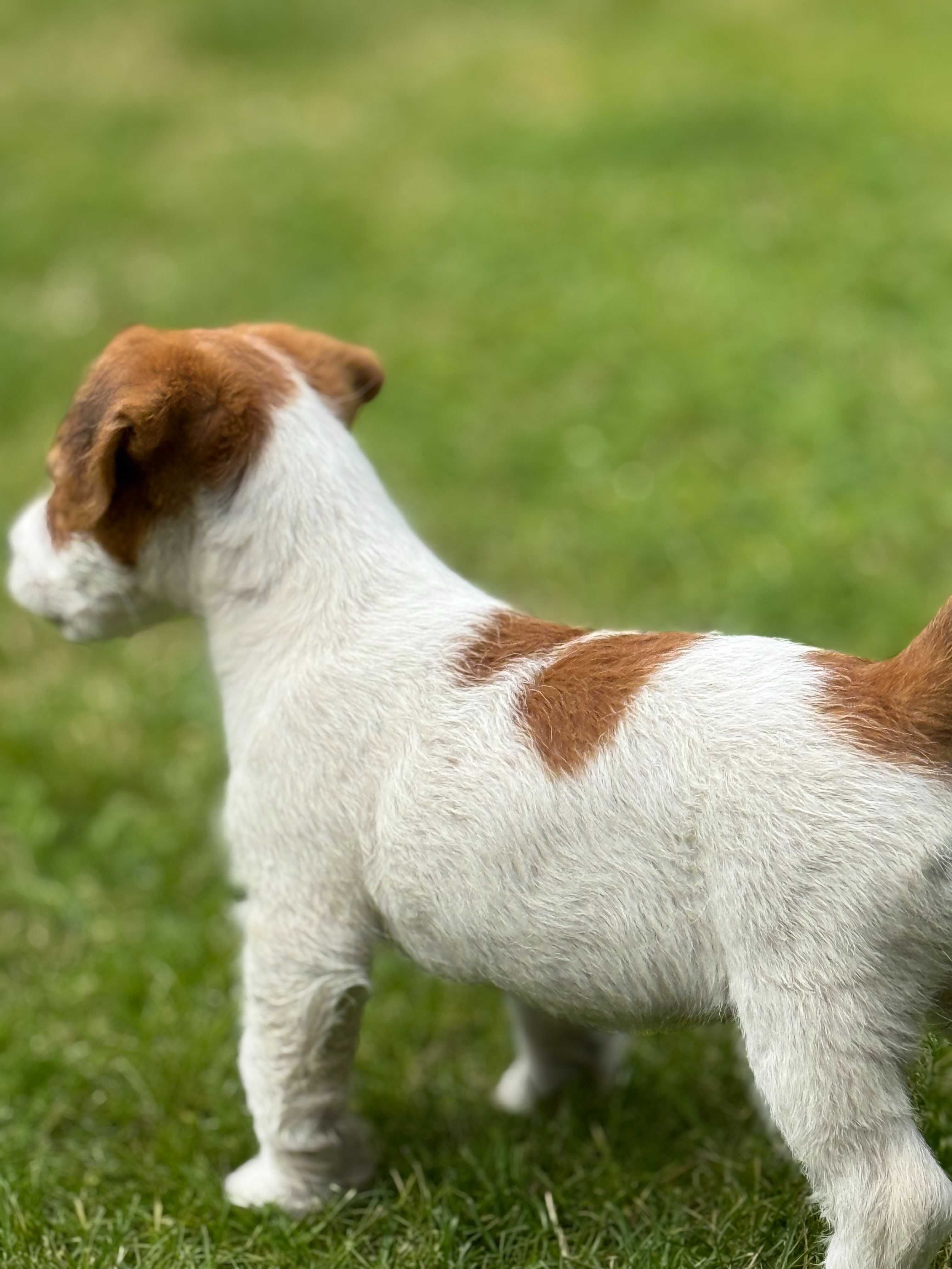 Jack Russell terrier WZORCOWA niziutka suczka od #SMARTIE JACKS#
