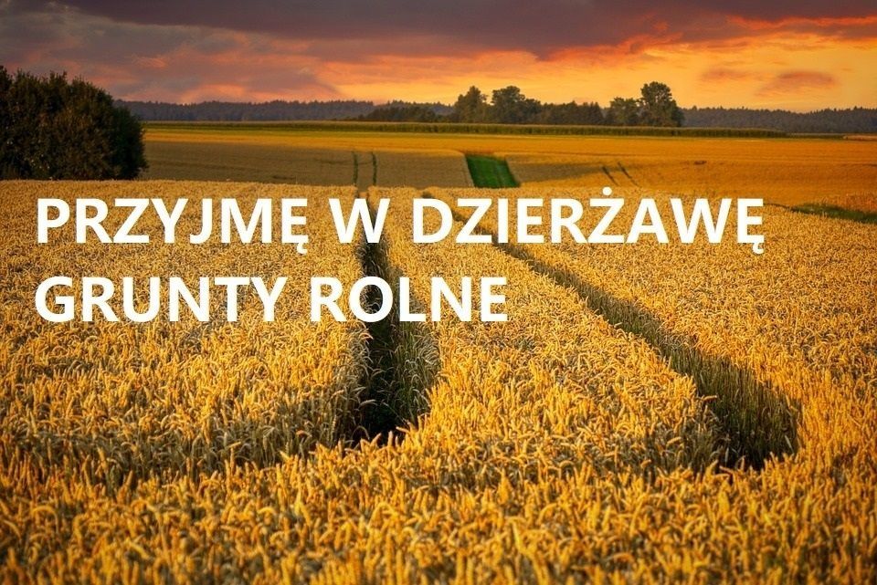 Wydzierżawie grunty