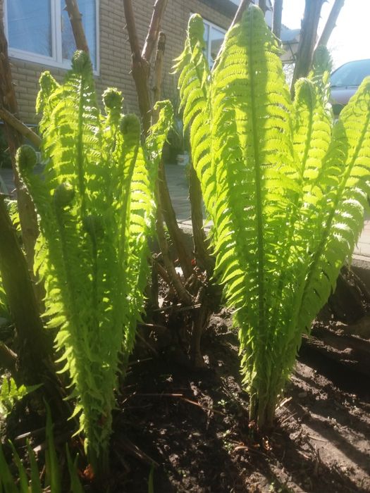 Папоротник. Папоротник садовый. Папороть.