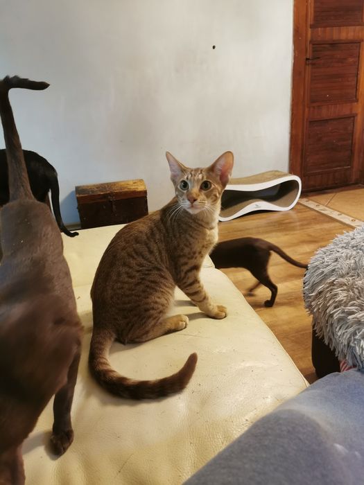 Peterbald kocurek orientalny gotowy do zmiany domku prawdziwy rodowód