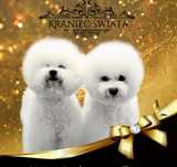 Dziewczynka Bichon Frise ZKwP/FCI