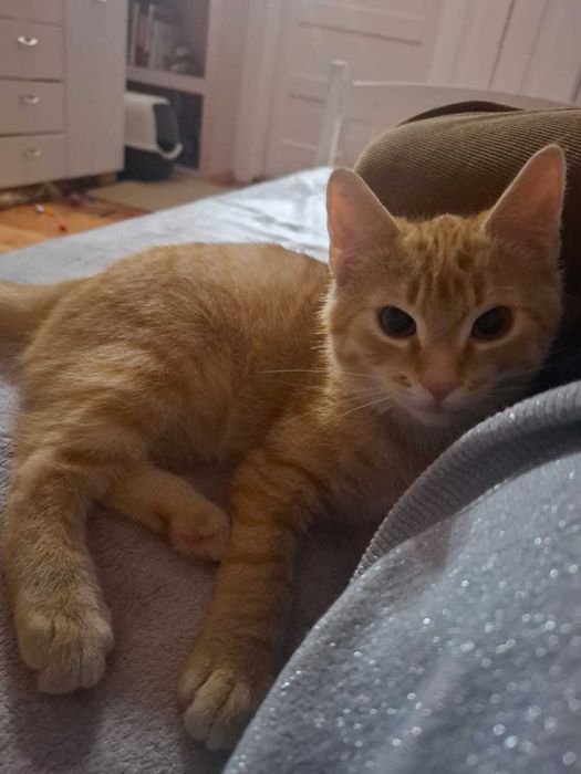 Mieciu do adopcji