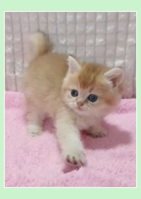 1-Золотая Шиншилла Лиловое Золото красивушая девченка