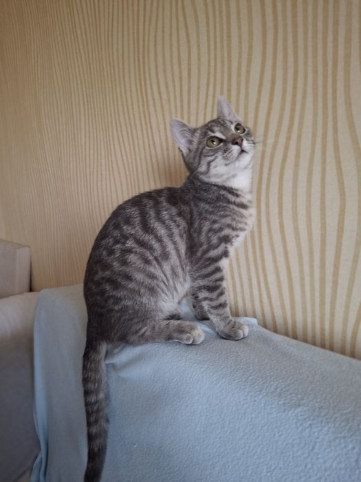 Кастрированный котёнок мальчик ищет дом! Котята! Отдам в хорошие руки