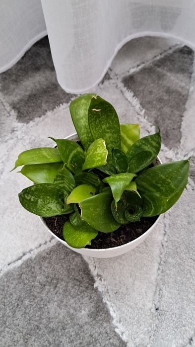 Sanseveria 6 sadzonek