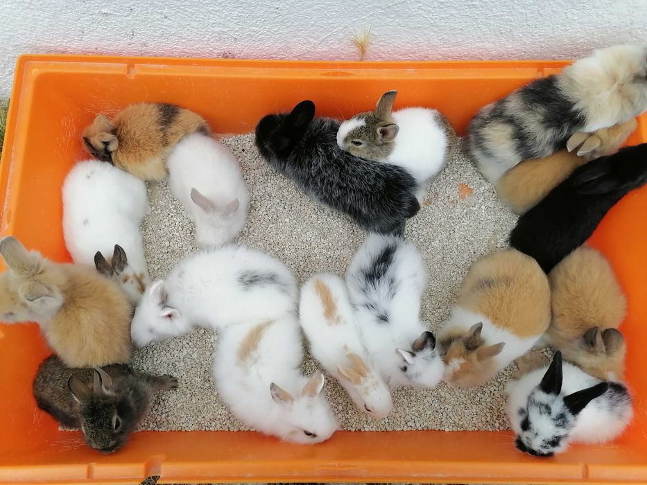 Vendo coelhos anões / 
Aves domésticados +Gaiola Nova