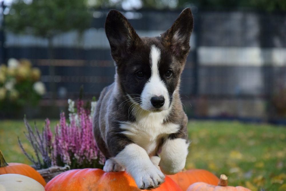 Welsh Corgi gotowy do odbioru TYMIANEK!