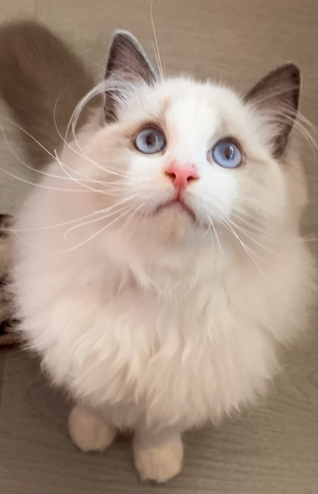 Kocurek Ragdoll - pojodowlany