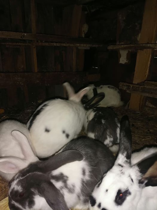 Króliki po srokaczu