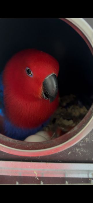 Casal Eclectus roratus polychloros