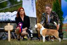 BEAGLE-suczka, ZKwP/FCI, mniejsza w typie,śliczna