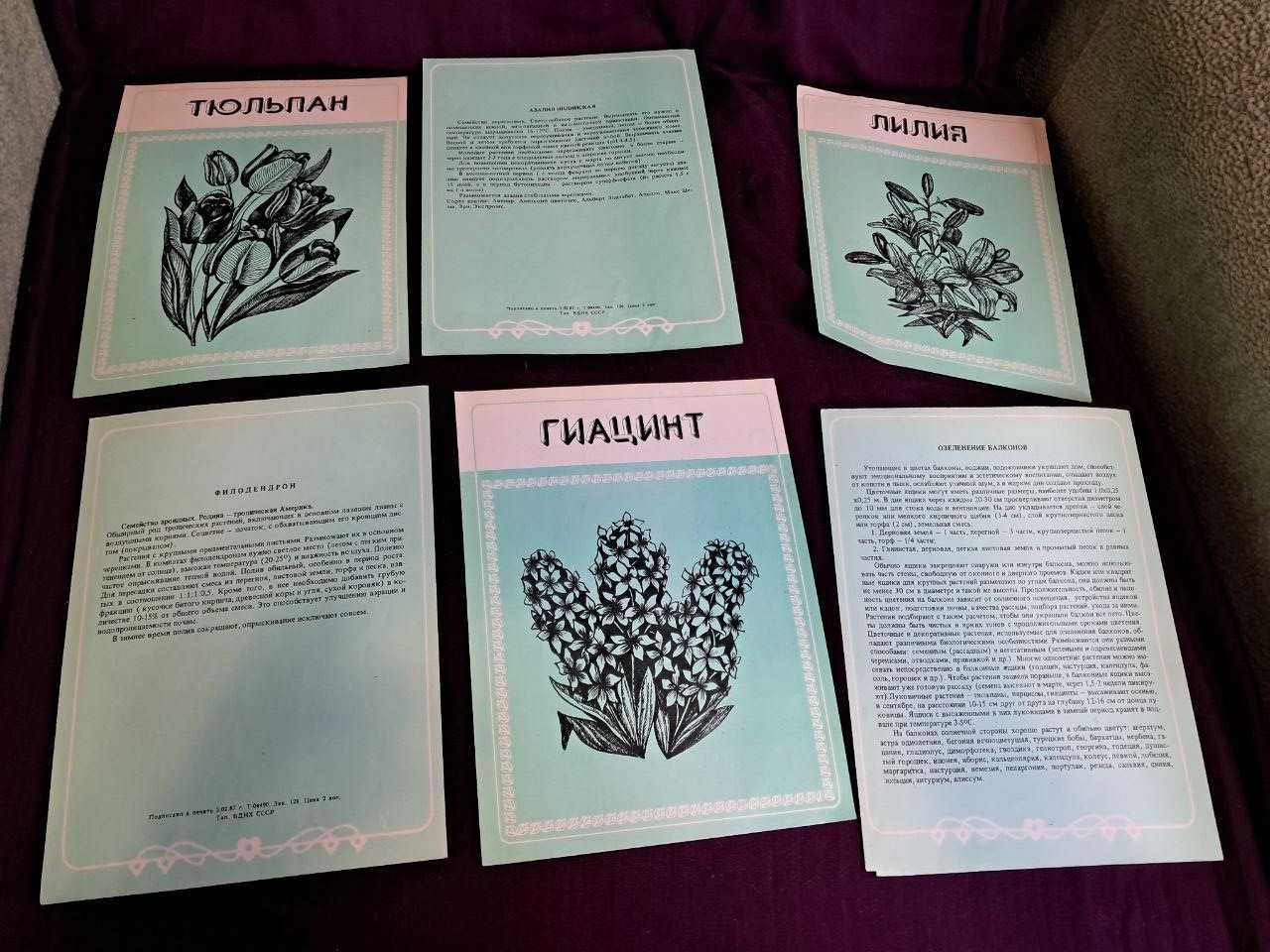 Поради квітникові любителю