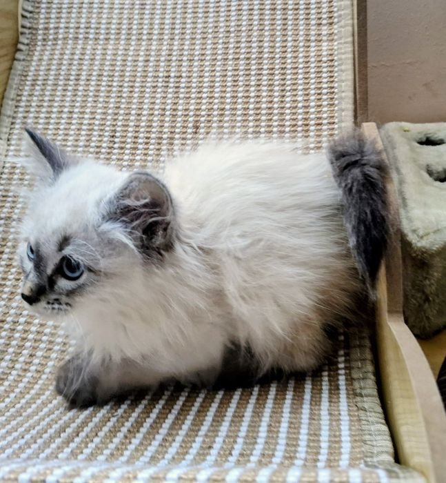 Chłopcy Neva Maesqerade FPL