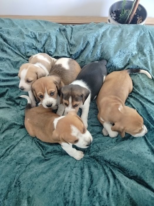 Beagle piesek ..