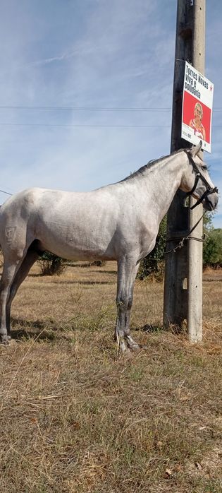 Poldro lusitano livro azul 2 anos e 6 meses grande + de 1,60cm