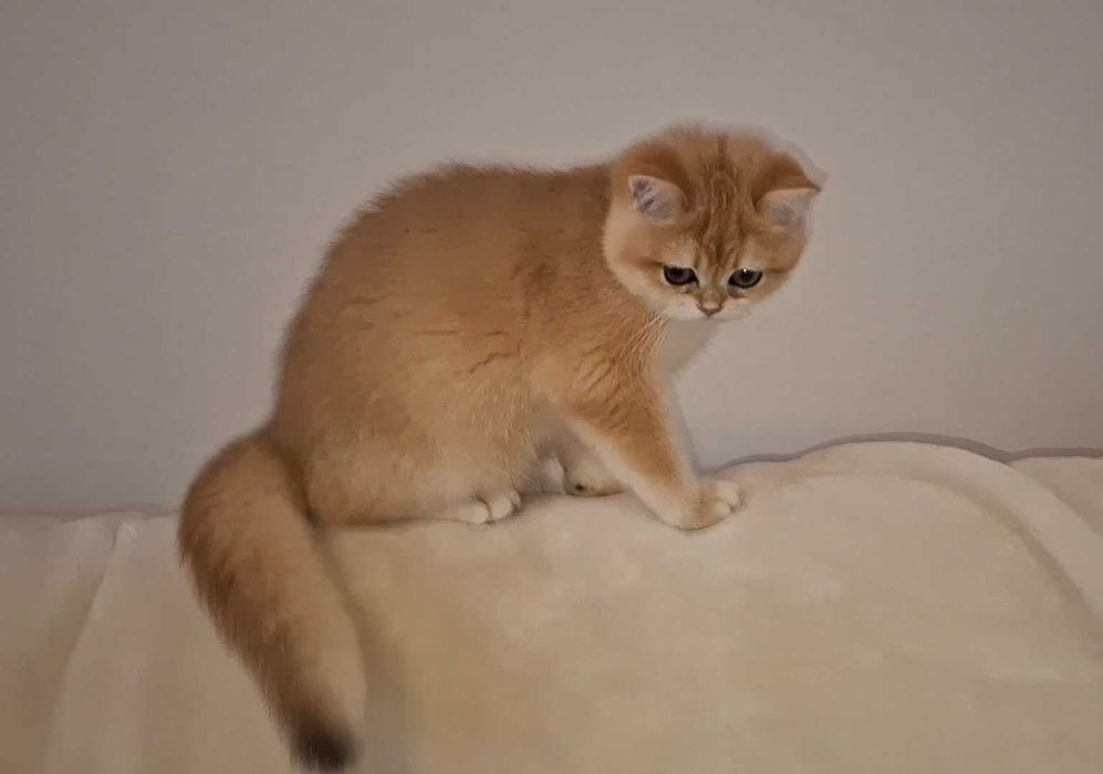 Kotka brytyjska  krótkowłosa ZŁOTA  wiarygodny rodowód  WCF-PZF