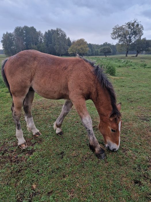 Polski koń zimnokrwisty