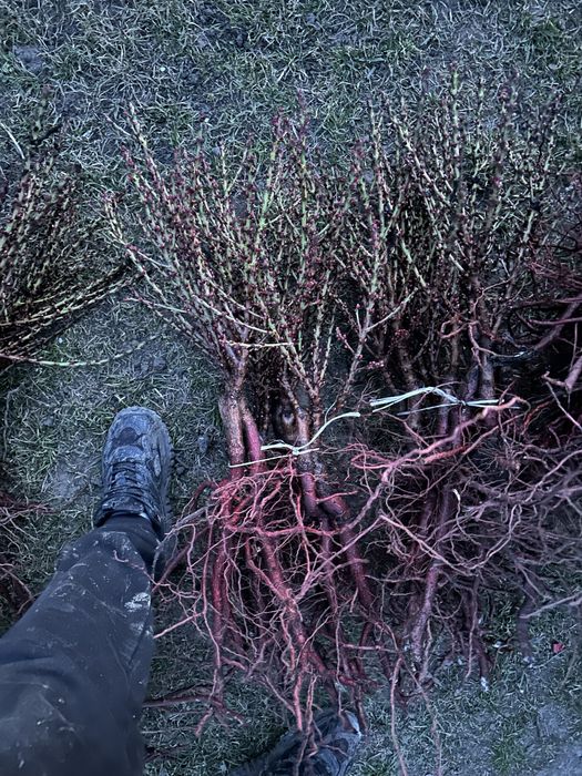 Продам саджанці плодових дерев ОПТ