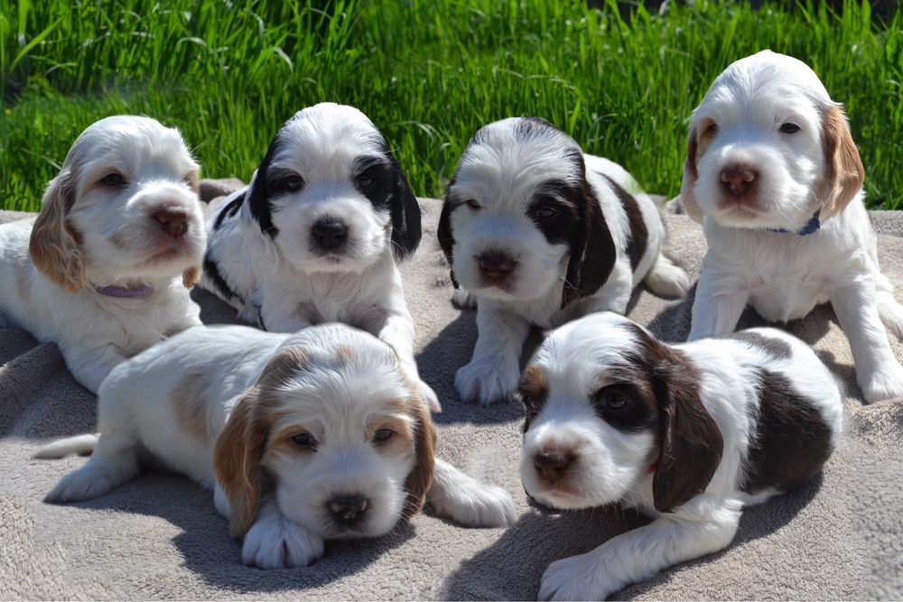 Російський спаніель вʼязка