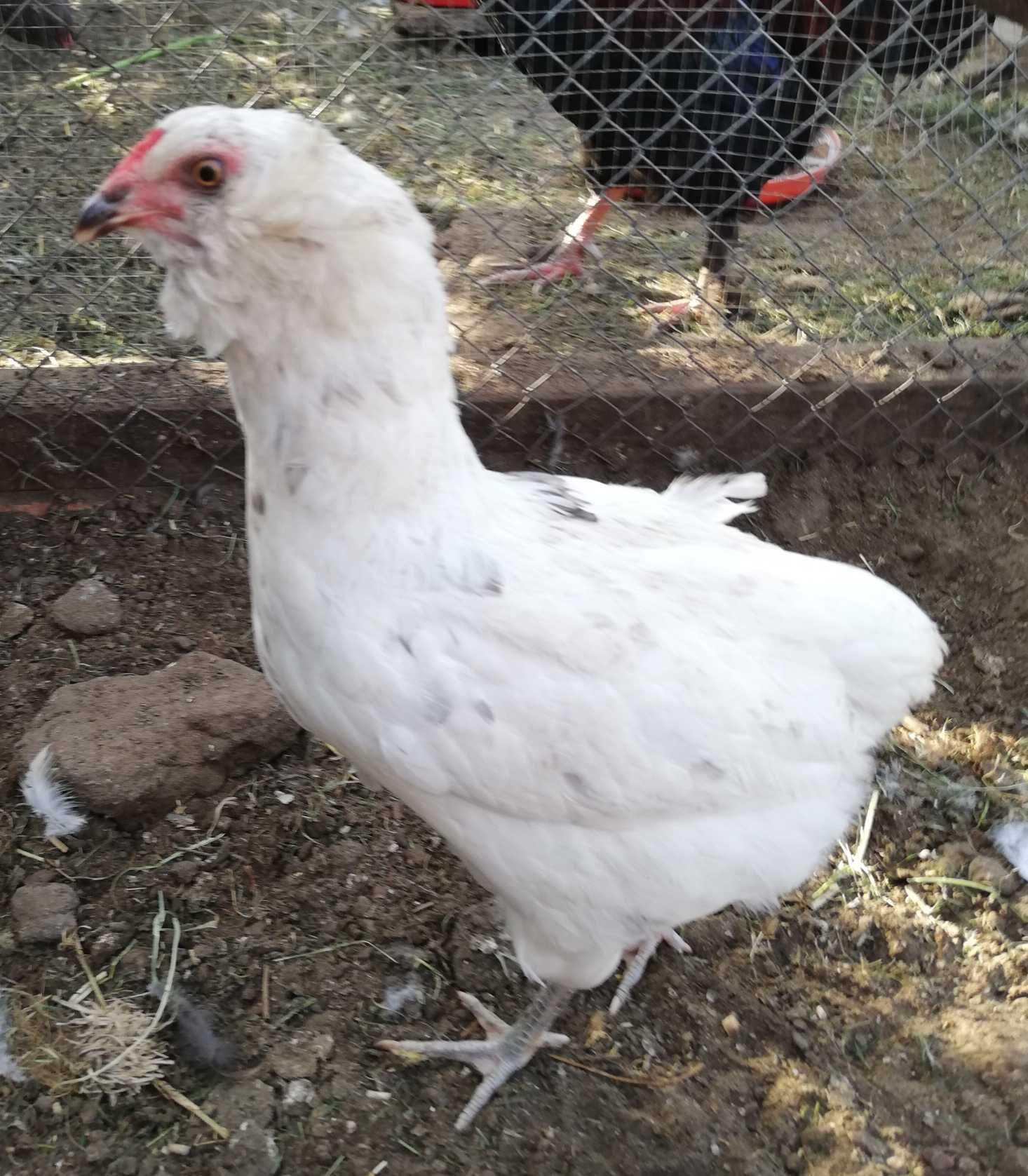 Araucany araucana kura kurka