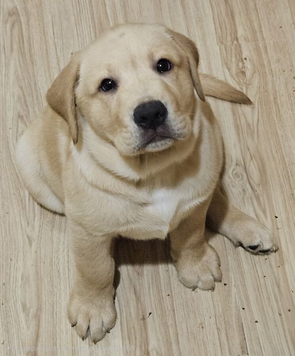 Продаются щенки лабрадора палевого окраса!