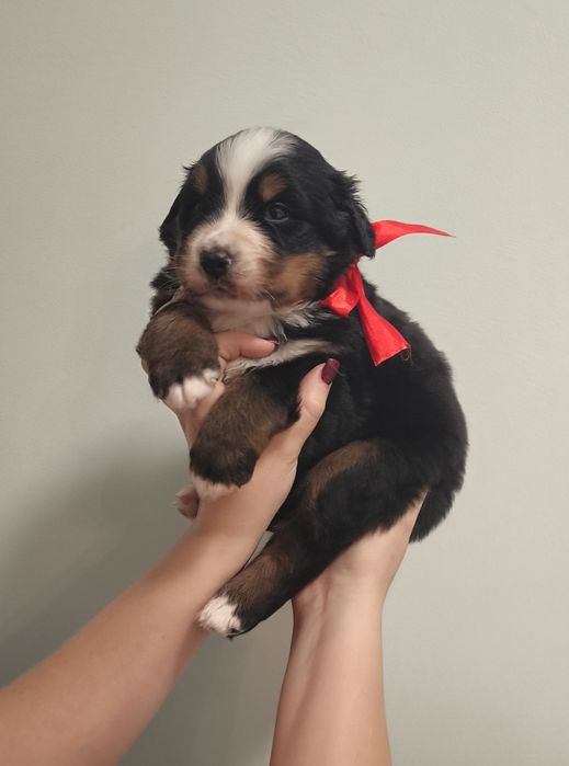 Berneński pies pasterski, chłopiec z metryka FCI / ZKwP po przepadanyc