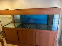 Vendo aquários Scalare com móvel e sump- SALDOS