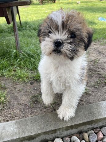 Pieski po shih-tzu