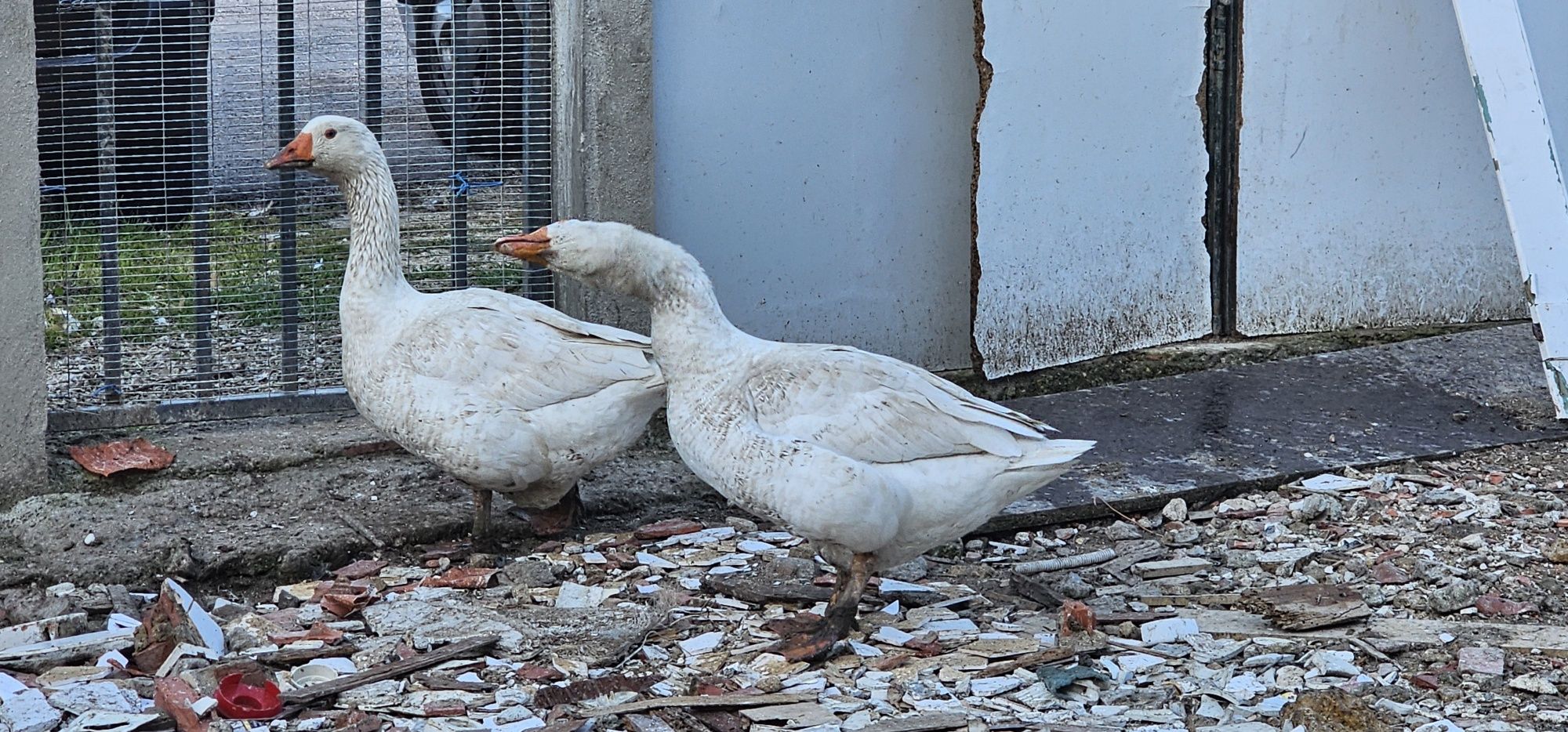 2 Patos Gansos Branquinhos