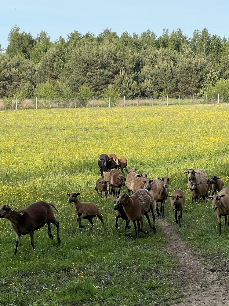 Owce kameruńskie, mozliwa wymiana