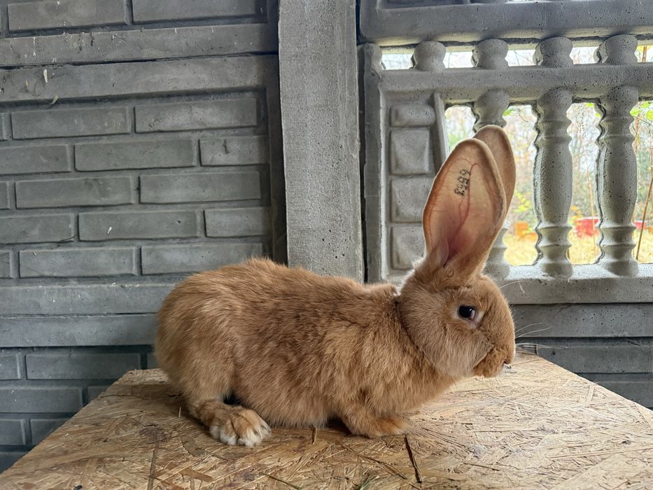 Królik samiec Belgijski olbrzym żółty