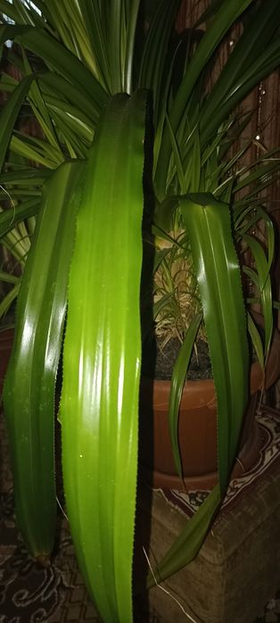 Продам! Фінікову пальму, та панданус