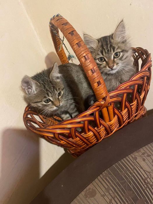 Гарні молоді котики